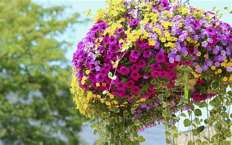 New Flower Photo Download 100 000 Best Beautiful Flowers Photos 100