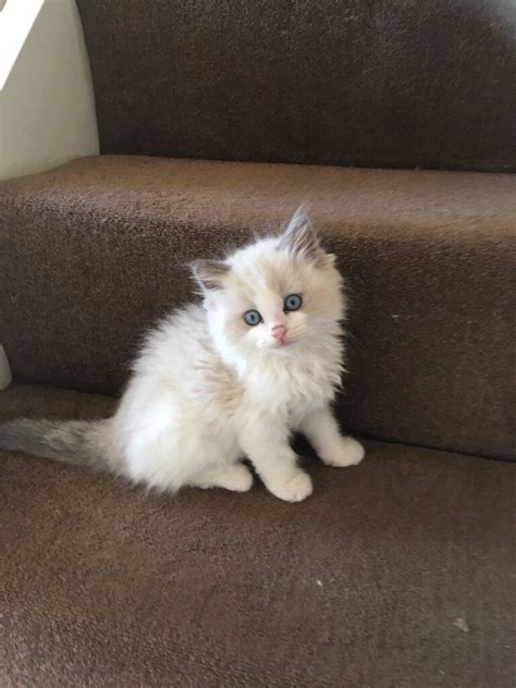 Stunning Blue Point Ragdoll Tomcat A Majestic Feline Companion