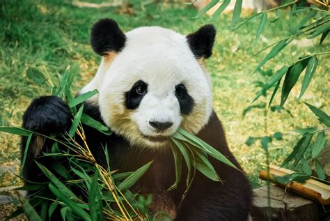 Pandabären Darum Sind Die Süßen Bären Ständig Am Fressen Galileo