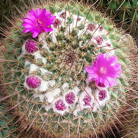 Barrel cactus is found in the deserts of southwestern the united states and canada. Desert biome