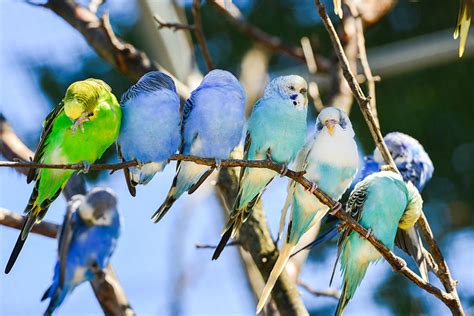 Budgie Colour Types Varieties And Types Budgies Guide Omlet Uk