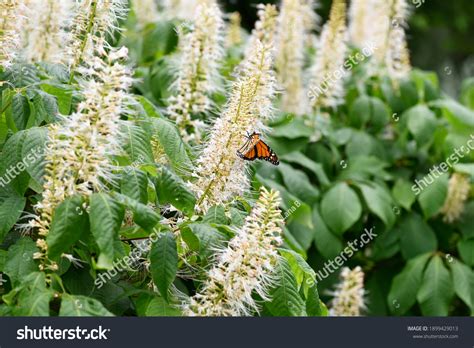 168 Clethra Alnifolia Stock Photos Images And Photography Shutterstock
