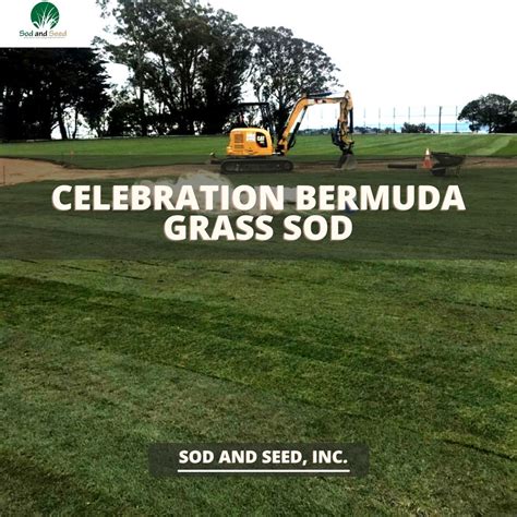 Celebration Bermudagrass Sod Sod And Seed