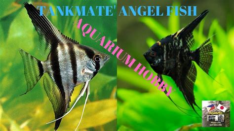 Tankmate Angelfish Youtube