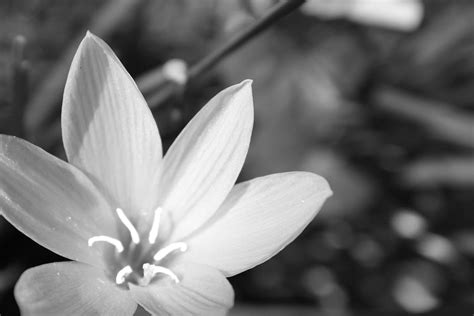 Black And White Flower Background Free Stock Photo Public Domain Pictures