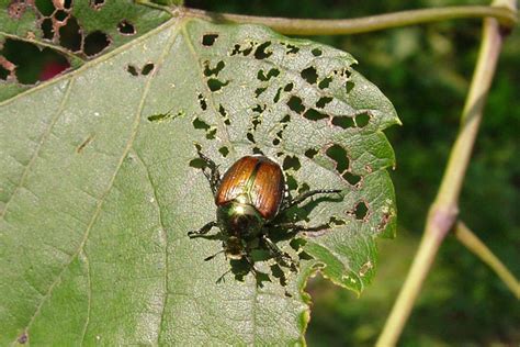 it s best to control japanese beetle problem as soon as you see them
