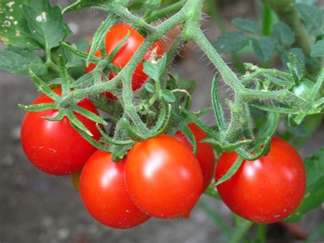 Riesentraube Tomato Marys Heirloom Seeds