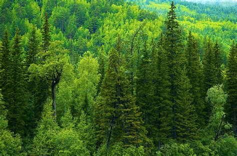 Green Trees Greens Forest Trees Ate Russia Taiga Hd Wallpaper