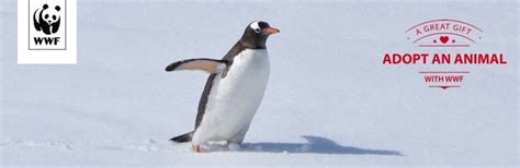 Adopt A Penguin Wwf Animal Adoptions From £300 A Month