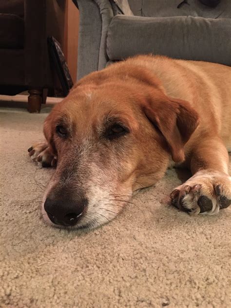 Rehoming An Old Dog • Old Dog Haven