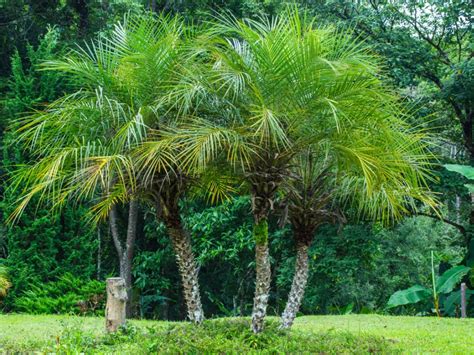 Pygmy Palm Growing Care For A Pygmy Date Palm Tree Gardening Know How