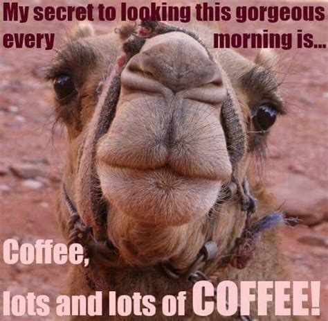 60 Wednesday Coffee Memes Images And Pics To Get Through The Week Wednesday Coffee Coffee