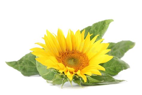 Sunflower On White Background Stock Photo Image Of Summer Vibrant