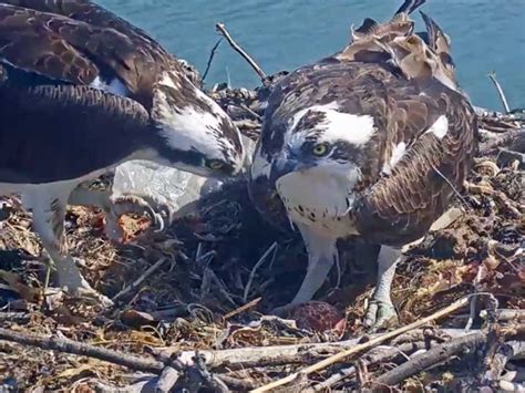 Ospreys Nested On Richmond Shoreline Produce First Egg Local News Matters