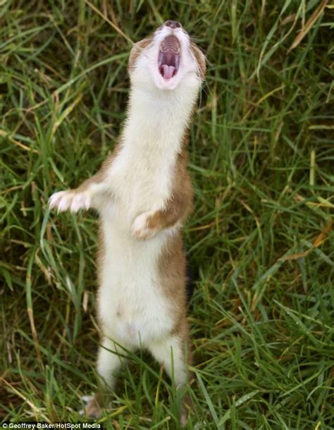 The Stoat That Can Carry A Tune Weasel Appears To Be Mid Song As He