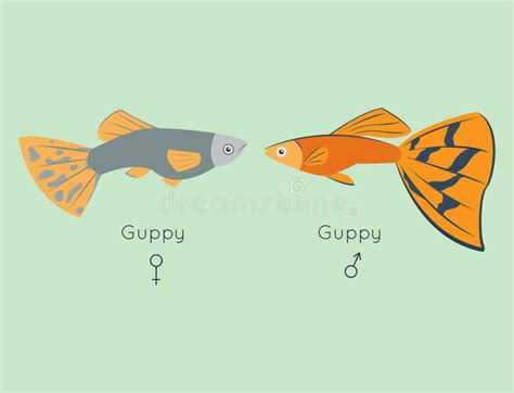 Guppy Stock Illustrations Vecteurs Clipart Stock Illustrations