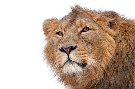 animals, Lion, Mammals Wallpapers HD / Desktop and Mobile Backgrounds