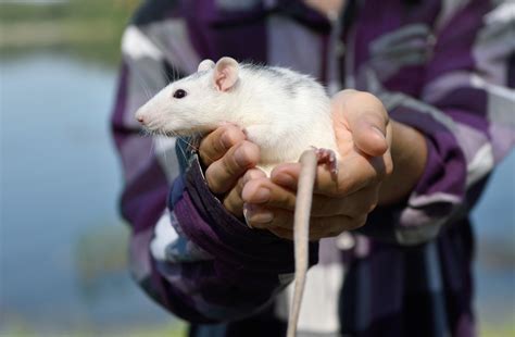 Dumbo Rats As Pets Atelier Yuwaciaojp