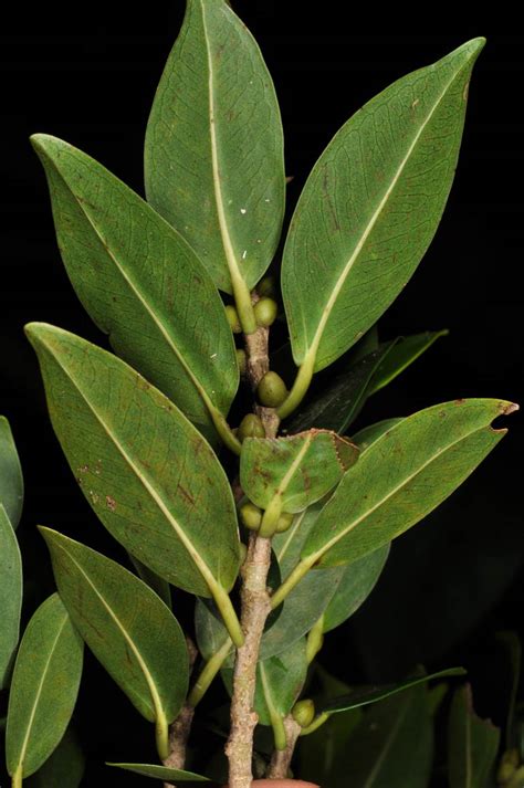 Ficus Plant10 Moraceae