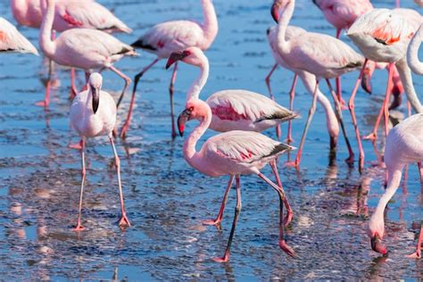 Premium Photo Group Of Pink Flamingos On The Sea At Walvis Bay Namibia Africa