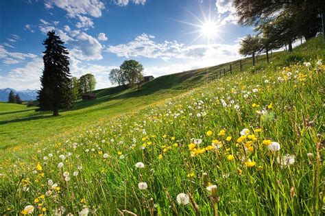 Blooming Spring Meadows AllgÃ¤u Bavaria Germany Photograph Unique