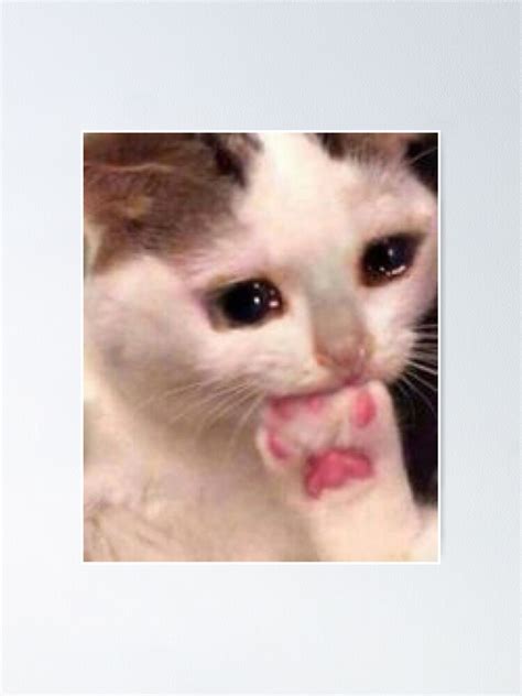 Las Mejores 130 Caras De Gatos Para Memes Armadynemx