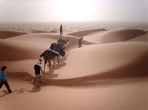 How are camels useful to humans? What Activities Can You Do in the Sahara Desert? - Desert ...