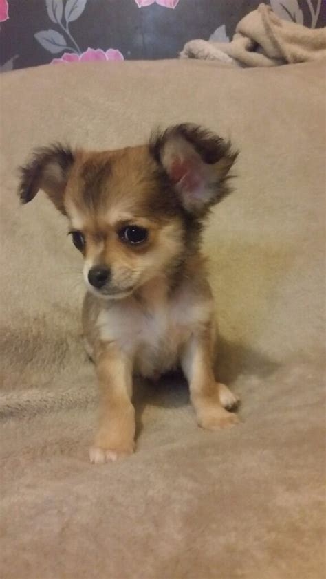 Long Haired Chihuahua Puppies For Sale In Antrim Road Belfast Gumtree