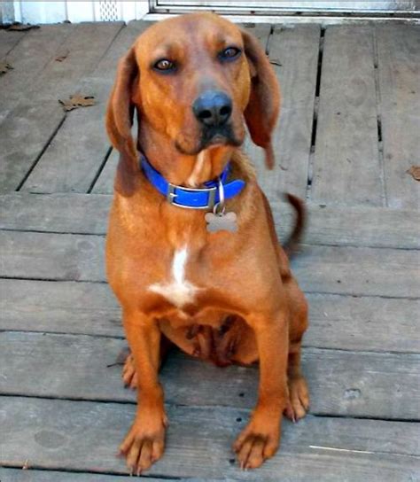Redbone Coonhound Dog For Adoption In Camden Sc Adn 513218 On