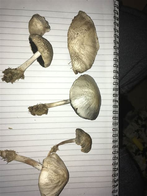 Id Assistance Mushroom Hunting And Identification Shroomery Message