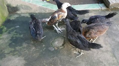 ayam peru asli