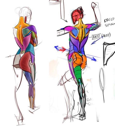 Back Muscles Figure Drawing Tutorial Figure Drawing Human Anatomy Art