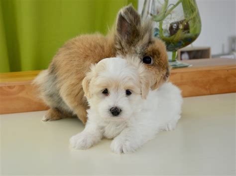 Can Rabbits And Dogs Be Best Friends Pawboost Blog