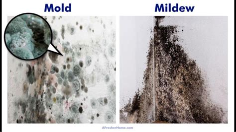 Mold Vs Mildew Which Is Worse YouTube