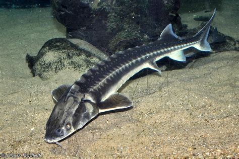 It is found in azerbaijan, bulgaria, georgia, iran, kazakhstan, romania, russia, turkey, turkmenistan, and ukraine. Image - Acipenser gueldenstaedtii (Russian Sturgeon ...