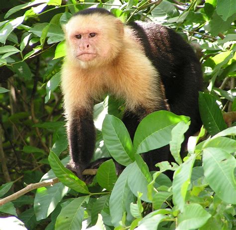 Filecapuchin Costa Rica Wikimedia Commons