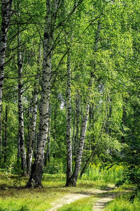 Summer Birch Forests In Sunlight Sunny Summer Day Stock Image Image