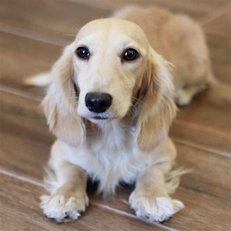 The Best Blonde Long Haired Dachshund For Sale References Uploadal