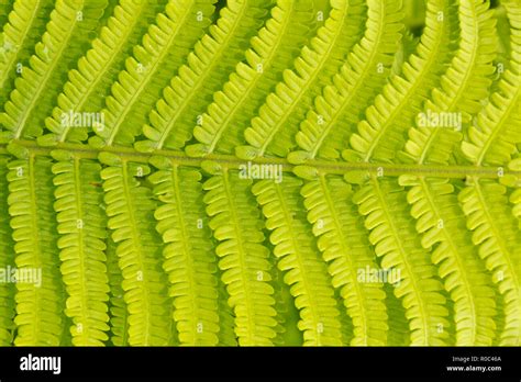 Close Up View Of A Fern Leaf Uk Stock Photo Alamy