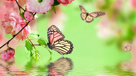 Full HD Butterfly Wallpapers Top Những Hình Ảnh Đẹp