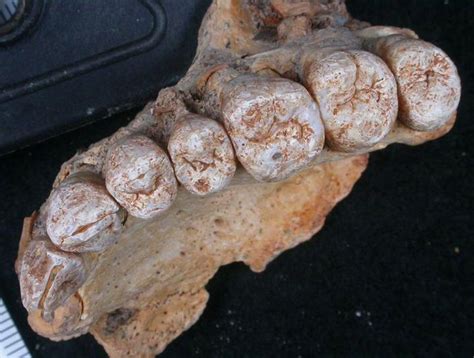 Researchers Discover Fossilized Jawbone That May Alter Homo Sapiens