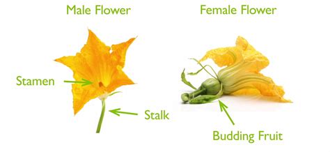 Individuals having both male and female reproductive parts are called hermaphorditic. Flowers but No Fruit? Try Hand Pollination.