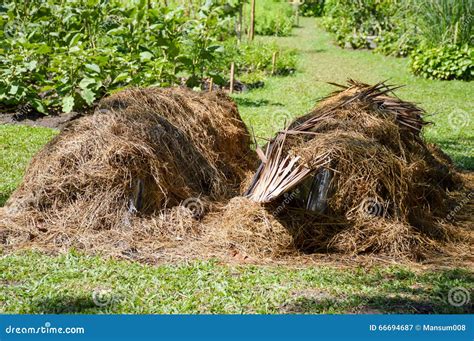 Dry Straw Stock Image Image Of Native Outdoor Country 66694687