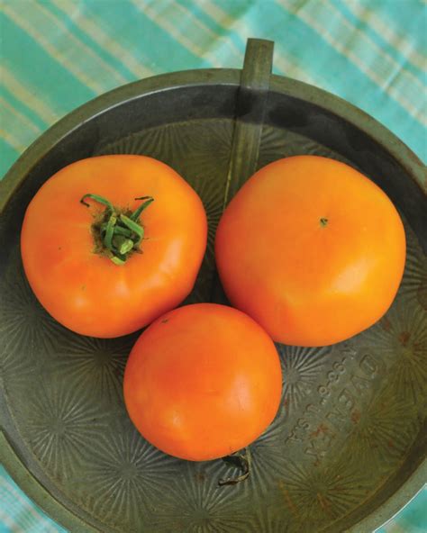 Heirloom Tomatoes Offer Incredible Variety In Color And Taste Hgtv