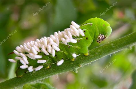 The tomato worm life cycle begins as overwintering adults emerge in the late spring. Chrysomèle de la tomate aux oeufs de guêpe image libre de ...