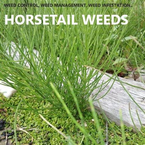 Removing Horsetail Weeds From Your Garden And Patio Dengarden