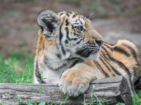 Tierkinder Foto And Bild Tiere Zoo Wildpark And Falknerei Säugetiere