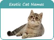 If you are looking for good male cat names (or, as my daughter calls them, boy cat names!), you have found the most comprehensive list on the internet. Exotic Cat Names, Cat Names of Exotic Breed, Page 1