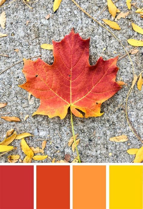 Color Inspiration Fall Leaves Autumn Leaf Color Color Palette