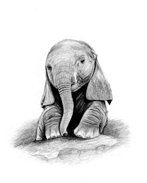 Mon Petit Elephant ~ Ashlie Lund Elephant Sketch Elephant Drawing